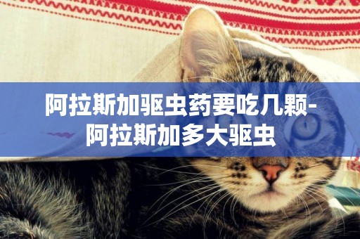 阿拉斯加驅蟲藥要吃幾顆-阿拉斯加多大驅蟲