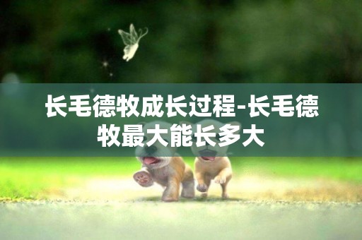 長毛德牧成長過程-長毛德牧最大能長多大