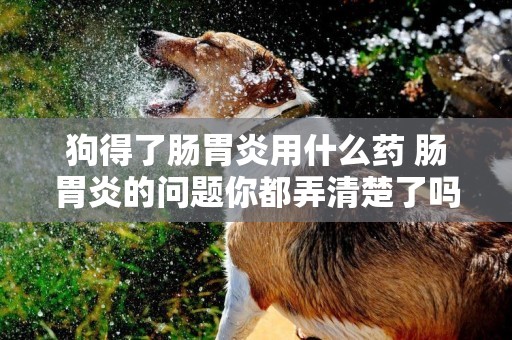狗得了腸胃炎用什么藥 腸胃炎的問題你都弄清楚了嗎？