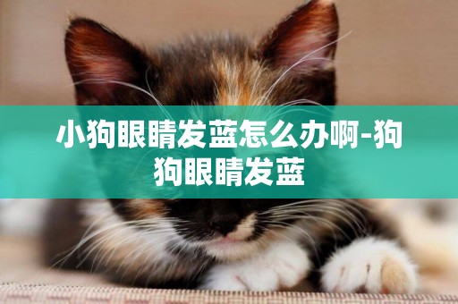小狗眼睛發藍怎么辦啊-狗狗眼睛發藍