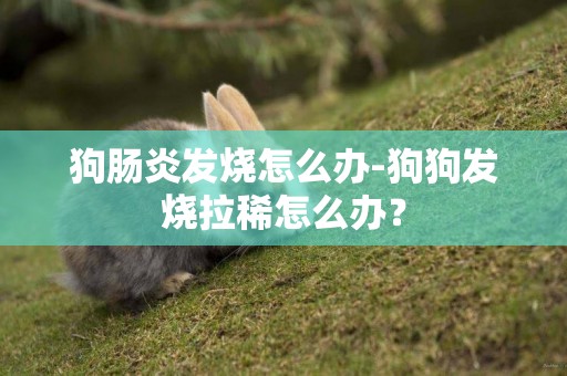 狗腸炎發燒怎么辦-狗狗發燒拉稀怎么辦？