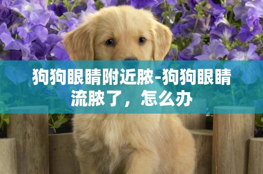 狗狗眼睛附近膿-狗狗眼睛流膿了，怎么辦
