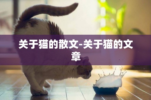 關于貓的散文-關于貓的文章