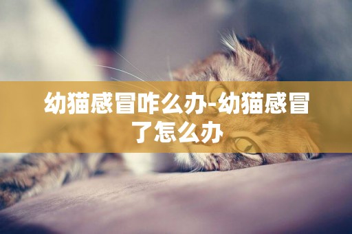 幼貓感冒咋么辦-幼貓感冒了怎么辦