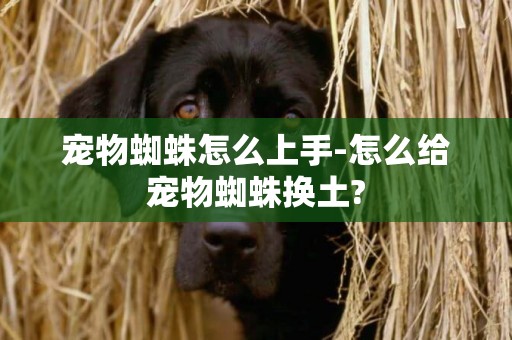 寵物蜘蛛怎么上手-怎么給寵物蜘蛛換土?