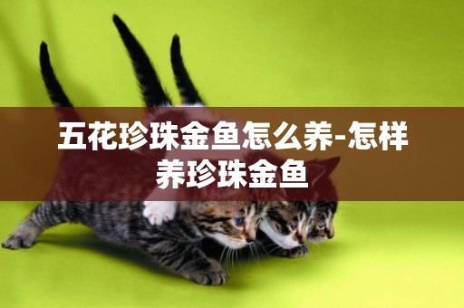 五花珍珠金魚怎么養-怎樣養珍珠金魚