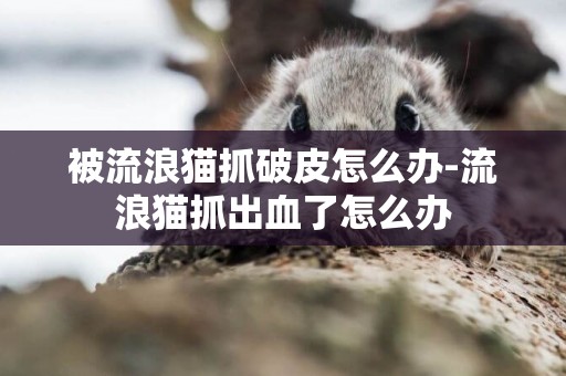 被流浪貓抓破皮怎么辦-流浪貓抓出血了怎么辦