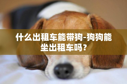 什么出租車能帶狗-狗狗能坐出租車嗎？
