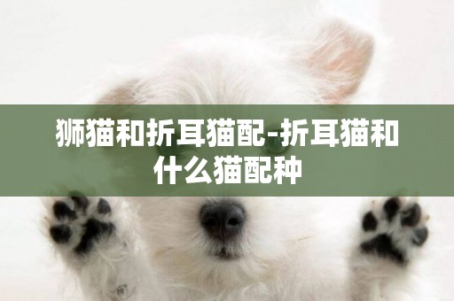 獅貓和折耳貓配-折耳貓和什么貓配種