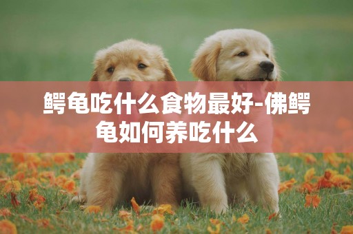 鱷龜吃什么食物最好-佛鱷龜如何養吃什么