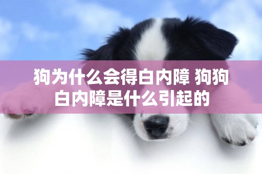 狗為什么會得白內障 狗狗白內障是什么引起的