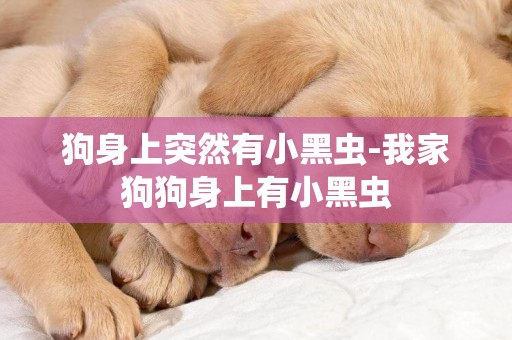 狗身上突然有小黑蟲-我家狗狗身上有小黑蟲