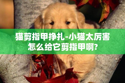 貓剪指甲掙扎-小貓太厲害怎么給它剪指甲啊?