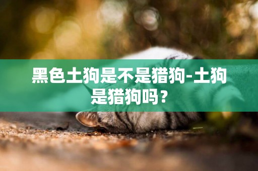 黑色土狗是不是獵狗-土狗是獵狗嗎？