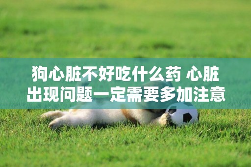 狗心臟不好吃什么藥 心臟出現問題一定需要多加注意了！