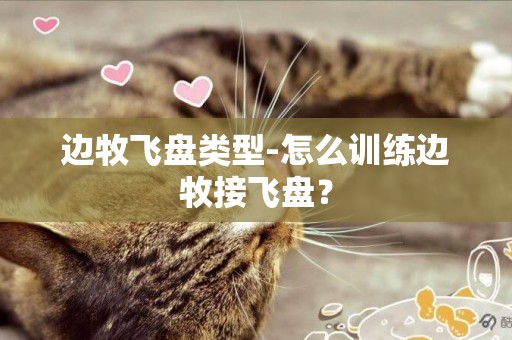 邊牧飛盤類型-怎么訓練邊牧接飛盤？
