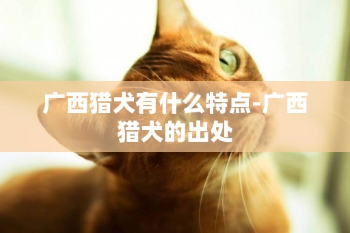 廣西獵犬有什么特點-廣西獵犬的出處