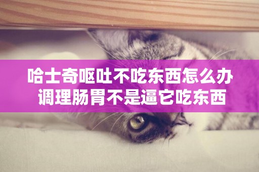 哈士奇嘔吐不吃東西怎么辦 調理腸胃不是逼它吃東西!