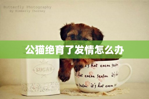 公貓絕育了發情怎么辦