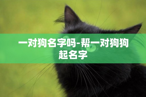 一對狗名字嗎-幫一對狗狗起名字