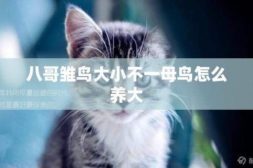 八哥雛鳥大小不一母鳥怎么養大