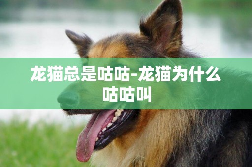 龍貓總是咕咕-龍貓為什么咕咕叫