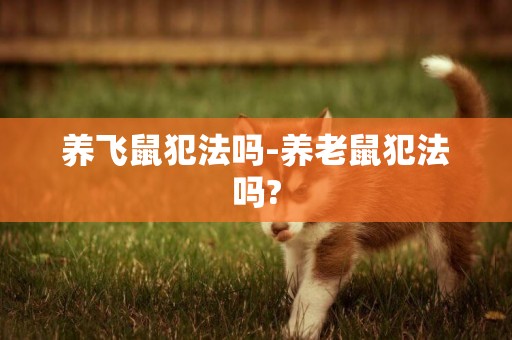 養飛鼠犯法嗎-養老鼠犯法嗎?