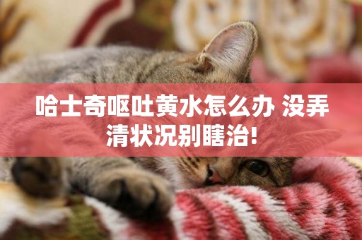 哈士奇嘔吐黃水怎么辦 沒弄清狀況別瞎治!