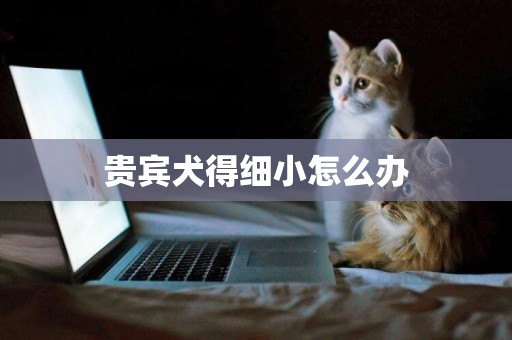 貴賓犬得細小怎么辦