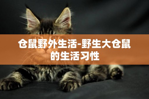 倉鼠野外生活-野生大倉鼠的生活習性