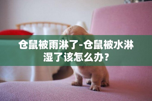倉鼠被雨淋了-倉鼠被水淋濕了該怎么辦？