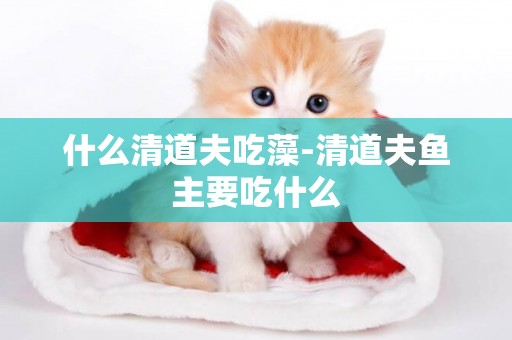 什么清道夫吃藻-清道夫魚主要吃什么