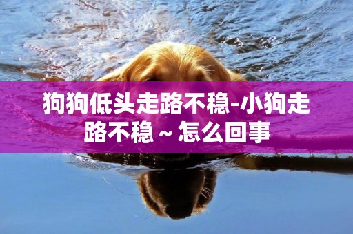 狗狗低頭走路不穩-小狗走路不穩～怎么回事