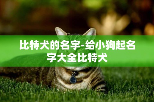 比特犬的名字-給小狗起名字大全比特犬
