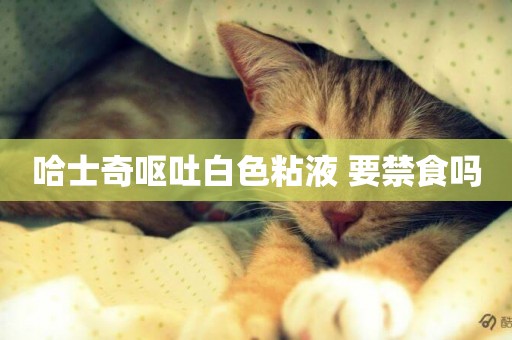 哈士奇嘔吐白色粘液 要禁食嗎