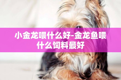 小金龍喂什么好-金龍魚喂什么飼料最好