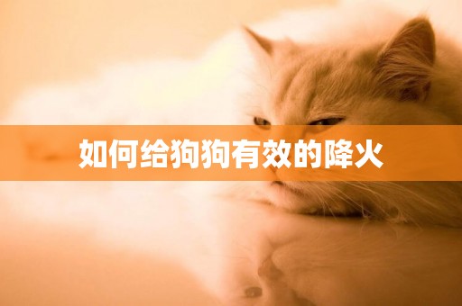 如何給狗狗有效的降火