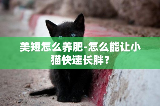 美短怎么養肥-怎么能讓小貓快速長胖？