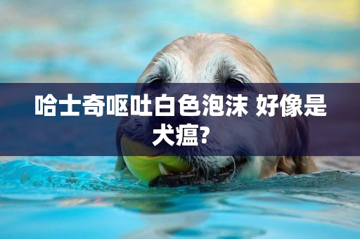 哈士奇嘔吐白色泡沫 好像是犬瘟?