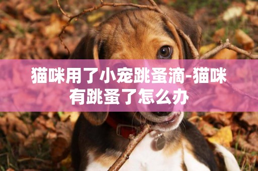 貓咪用了小寵跳蚤滴-貓咪有跳蚤了怎么辦