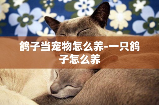 鴿子當寵物怎么養-一只鴿子怎么養