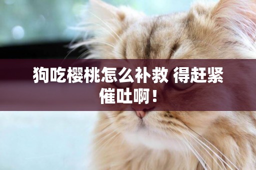 狗吃櫻桃怎么補救 得趕緊催吐啊！
