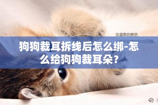狗狗裁耳拆線后怎么綁-怎么給狗狗裁耳朵？