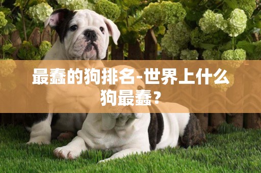 最蠢的狗排名-世界上什么狗最蠢？