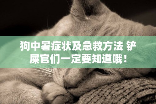 狗中暑癥狀及急救方法 鏟屎官們一定要知道哦！