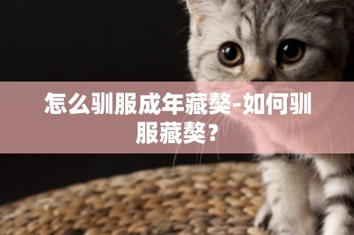 怎么馴服成年藏獒-如何馴服藏獒？