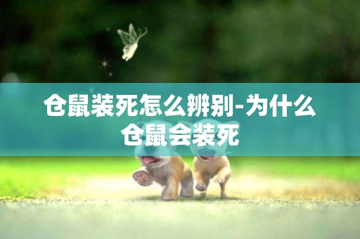 倉鼠裝死怎么辨別-為什么倉鼠會裝死