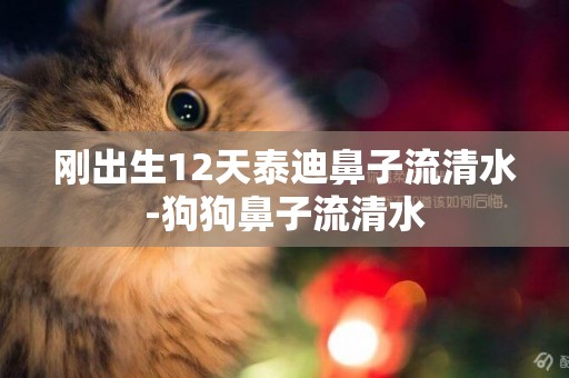 剛出生12天泰迪鼻子流清水-狗狗鼻子流清水