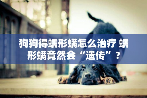 狗狗得蠕形螨怎么治療 蠕形螨竟然會“遺傳”？