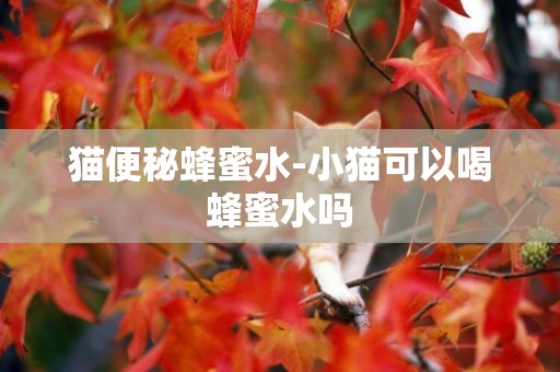 貓便秘蜂蜜水-小貓可以喝蜂蜜水嗎